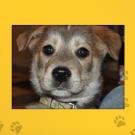 Name: Rigby