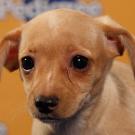 Name: Shiloh