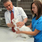 Dr. Gary Norsworthy and his assistant check out a white, long-haired cat.