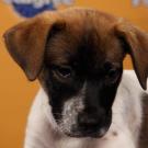 Name: Sweetie Pie