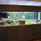 Predator Tank