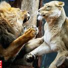 African lion Jambo fights with female Kuchani at the 2006 opening of a savannah-themed makeover of the lion enclosure at Taronga Zoo in Australia.LIan Waldie/Getty ImagesSee more photos from this collection at LIFE.com.