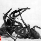 Arachnid Attack, 1950 Hulton Archive/Getty ImagesSee more photos from this collection at LIFE.com.