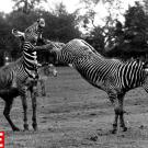 Zebra Becomes a Pain in the Neck, 1961William Vanderson/Getty ImagesSee more photos from this collection at LIFE.com.