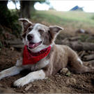 Lolly, the Turtleman's Canine Companion