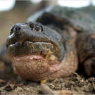 A Snapping Turtle