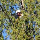 John Fulton climbing a tree rescuing a fake cat
