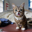 bub-01-625x450