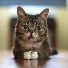bub-02-625x450