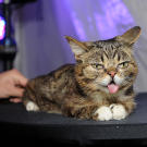 lil-bub-catvidfest-01-625x450