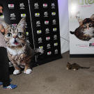 lil-bub-catvidfest-02-625x450