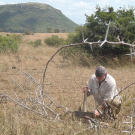Dave makes cordage from dried monkey thorn brush that also serves as an excellent camp barrier to keep out unwanted nighttime guests.