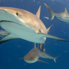 Caribbean reef sharks in waters off the Bahamas.