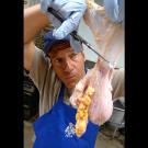 The cow bladders — primarily male beef cow ones — are purged and trimmed as preparation to their inflation.
