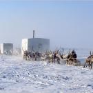 In Siberia, domesticated reindeer pull sled-bound huts across the ice.