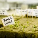 Vegetable and herb seedlings in the "greenhouse" at the Amundsen-Scott South Pole Station.