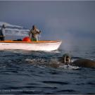 Inuits hunt walrus from a boat in Smith Sound, Northwest Greenland.