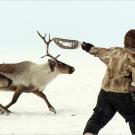 A member of the Dolgan tribe rounds up his reindeer.
