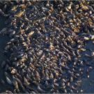 A walrus haul-out at Point Lay, Alaska.