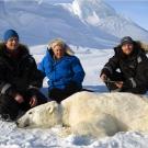 David Attenborough, Dr. Jon Aars and Magnus Andersen of the Norwegian Polar Institute with an anaesthetized polar bear, Svalbard, Norway.