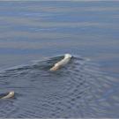 A swimming polar bear mother with two cubs, Svalbard, Norway.