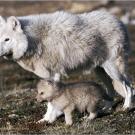 Arctic wolf with pup.