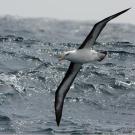 Black-browed albatross off the coast of South Georgia.