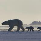 Mother polar bear leads her cubs across the sea ice.