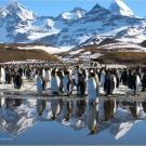 King penguins at St. Andrews Bay, South Georgia.