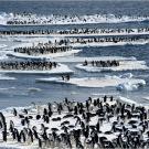 Adélie penguins on ice floes off the coast of Cape Crozier, Antarctica.