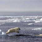 A pair of polar bear cubs swim for the first time.