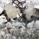 Caribou males fighting over a female, Barrenlands, Canada.