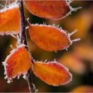 Hoar frost forms on autumn leaves.