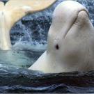 A beluga whale enjoys a body scrub.