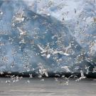 Seabirds fly and feed beside a glacier.