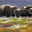 A musk ox family in the Canadian Arctic.