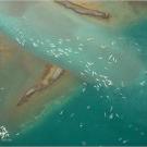 Aerial view of the beluga whale "spa" at Cunningham Inlet, Canada.