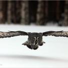 Great gray owl in flight.