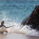 A southern sea lion chases a gentoo penguin onto land