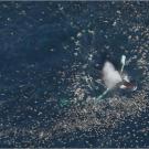 Aerial view of humpback whale amongst shearwaters