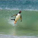 Gentoo penguin surfing on a wave.