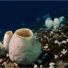 Underwater life beneath Antarctic ice, McMurdo Sound.