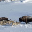 Gray wolves hunting wood bison in Northern Canada.