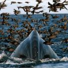 Humpback whale dives for krill amidst thousands of shearwaters.