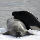An orca drags an exhausted Weddell seal to its death.