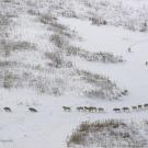 A massive pack of gray wolves hunts bison in the Arctic Circle.