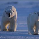 Male polar bear, showing battle scars, follows female.