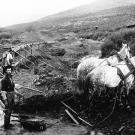 Prospectors in the Klondike gold fields use a team of horses to drag out river rock carried by a sluice from a nearby creek. With no powered machinery, all the heavy lifting was done largely by hand and the final stage always required manual panning.