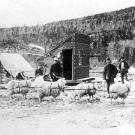 Gold prospectors use a team of goats to haul supplies to the gold fields. Once the animals had delivered their loads, they were fattened, slaughtered and eaten. Pack animals were sometimes chosen as much for their meat quality as for their hauling capacity.
