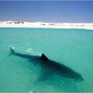 A female great white sunbathes in shallow water off a deserted beach in South Africa. Like us, these sharks enjoy the warmth of the sun and can even develop a suntan. The shallows are rich in oxygen compared to the open ocean, allowing the great white to slow its swimming and breathe more easily.